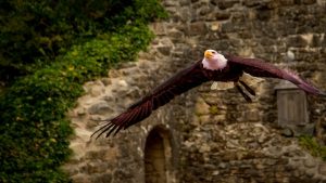 Les animations  Puy du Fou
